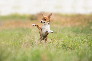 Dog Poop Pickup in Highland Park