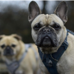 Dog Poop Pickup in Highland Park