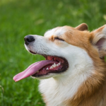 Dog Poop Pickup in Highland Park