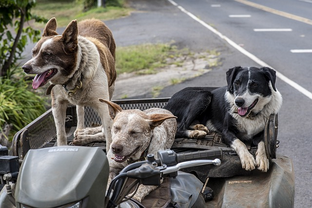 Dog Poop Pickup in Highland Park