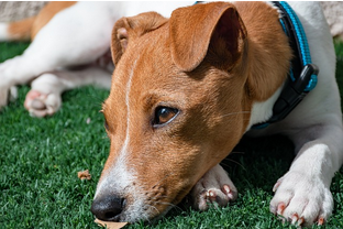 Dog Poop Pickup in Highland Park